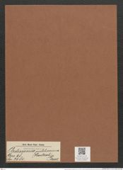 Ardissonia pulcherrima (Hantzsch) Grun. (de-Toni-Nr.: Genus 68, Species 2680) Zeichnungen Sammlung Grunow Mappe 02890 (Herbarium_W_Grunow_drawings_Folder_02890)